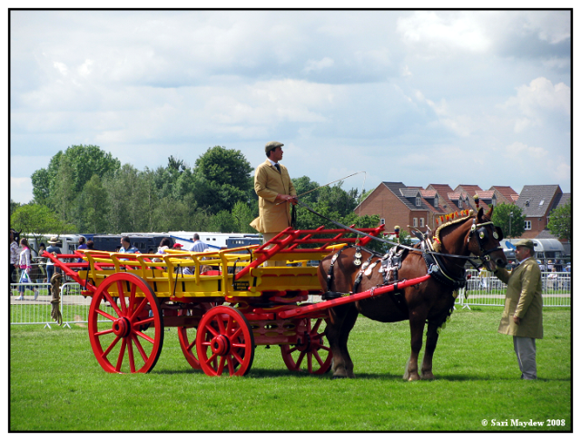 Suffolk Punch