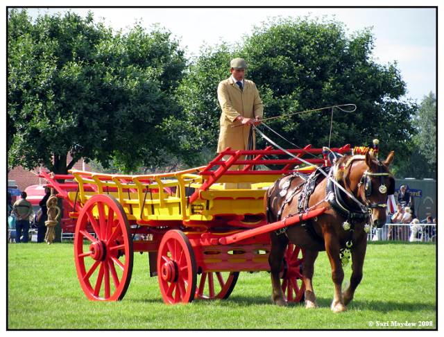 Suffolk Punch