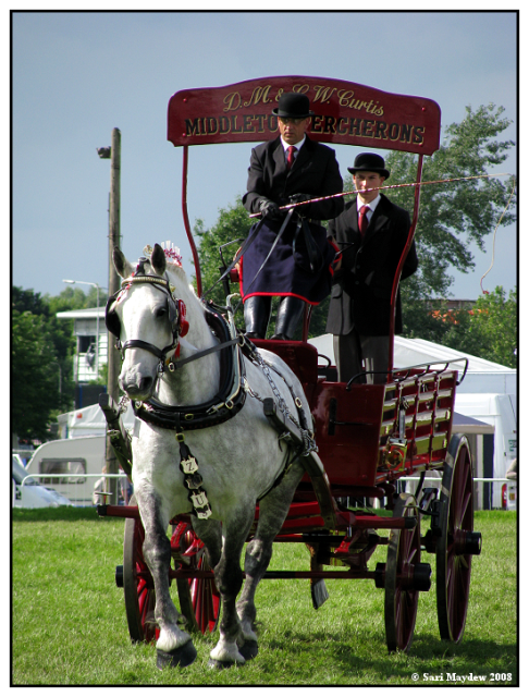 Middleton Percherons