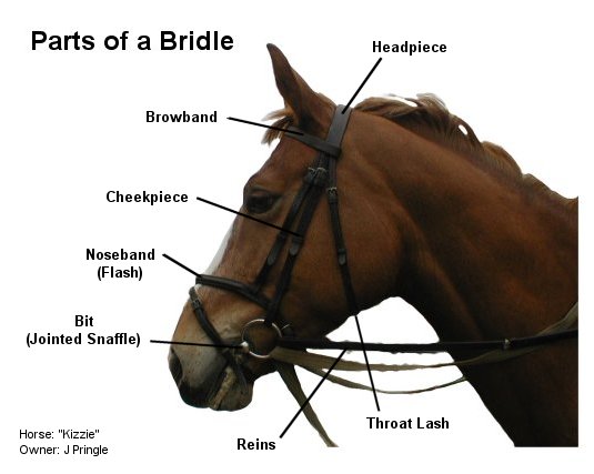 heavy horses part of a bridle