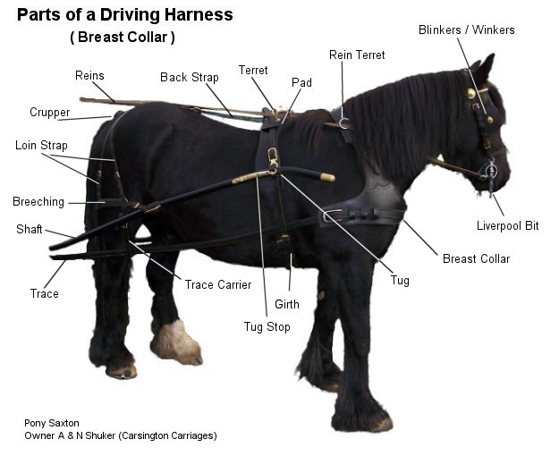 heavy horses parts of a driving harness