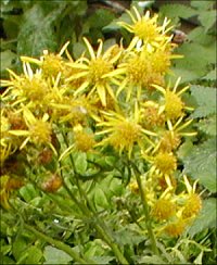 ragwort kills heavy draft horses