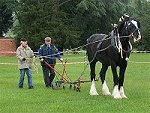 Staffordshire Shire Horse Association - Shire Horse Gelding Ramsor Merlin Ploughing 