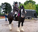 Staffordshire Shire Horse Association - Shire Horse  Old Cot Sprightly Samson