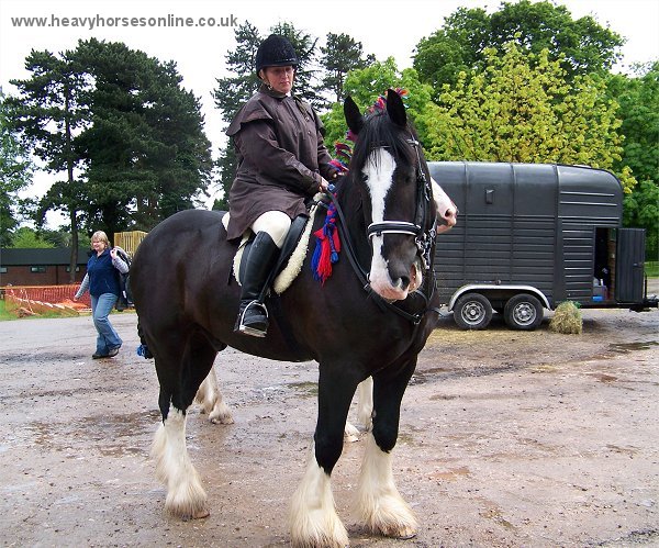 Staffordshire Shire Horse Association - Shire Horse Old Cot Sprightly Samson