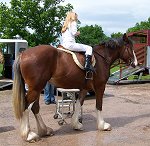 Staffordshire Shire Horse Association - Alan Bellfield's Bridgebank Annabelle 