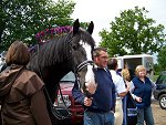 Staffordshire Shire Horse Association - Old Cot Sprightly Samson