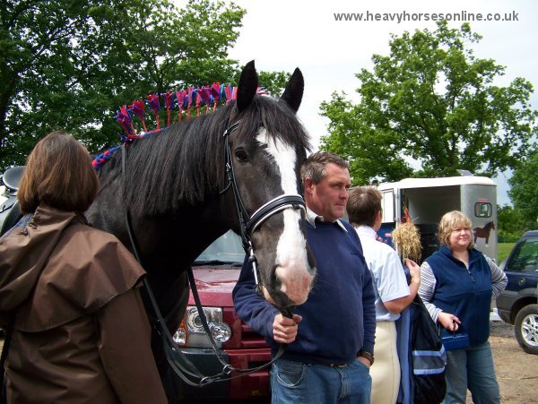 Staffordshire Shire Horse Association - Old Cot Sprightly Samson