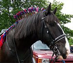 Staffordshire Shire Horse Association - Shire Gelding Old Cot Sprightly Samson