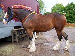 Staffordshire Shire Horse Association - Ransor Stud Shire Mare Queen of Hearts