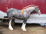 Staffordshire Shire Horse Association - Ransor Stud Shire Filly Ransor Pearl Grey