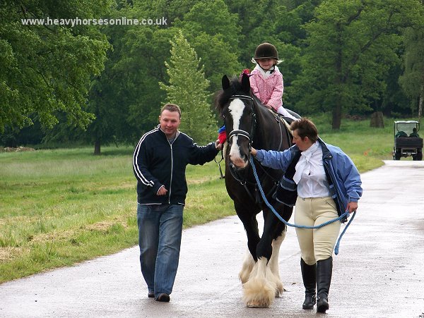 Staffordshire Shire Horse Association - A Young Rider On Old Cot Sprightly Samson