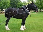 Staffordshire Shire Horse Association - Shire Horse Gelding Ramsor Merlin