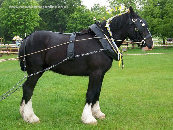 Staffordshire Shire Horse Association - Shire Horse