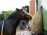 Staffordshire Shire Horse Association - Shire Horse Mare Blackbrook Amy