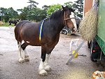 Staffordshire Shire Horse Association - Shire Horse Mare Blackbrook Amy