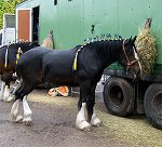 Staffordshire Shire Horse Association - Shire Horse Yearling Filly Bridgebank Adele