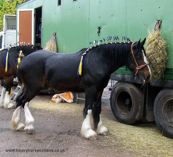 Staffordshire Shire Horse Association - Shire Horse Yearling Filly Bridgebank Adele