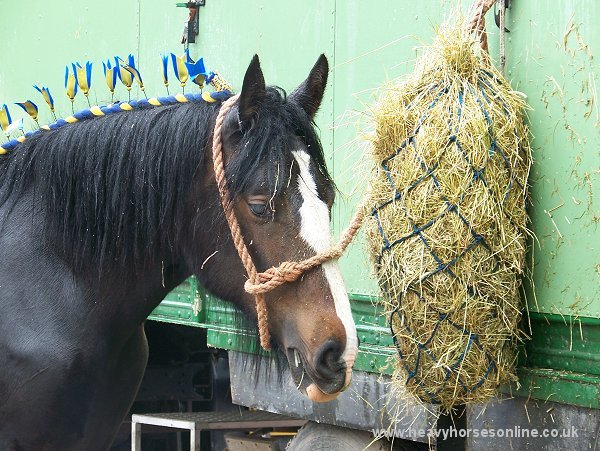 Staffordshire Shire Horse Association - Shire Horse Yearling Filly Bridgebank Adele