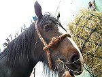 Staffordshire Shire Horse Association - Shire HorseYearling Filly Bridgebank Adele