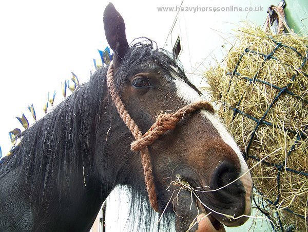 Staffordshire Shire Horse Association - Shire Horse Yearling Filly Bridgebank Adele