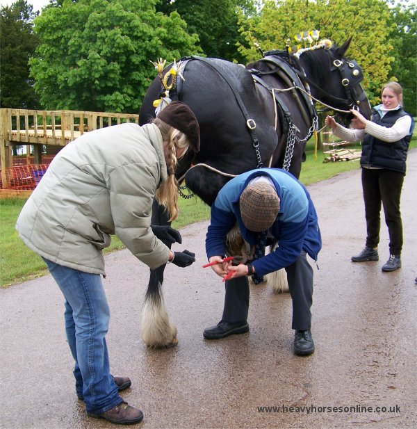 Staffordshire Shire Horse Association - Shire Horse Undergoing Emergeny Farrier Work