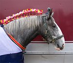 Staffordshire Shire Horse Association - Ransor Stud Shire Horse Ransor Pearl Grey