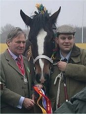 shire clydesdale heavy horse