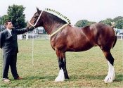 shire clydesdale heavy horse