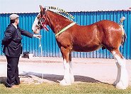 shire clydesdale heavy horse