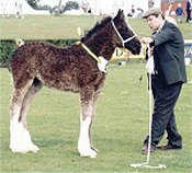 shire clydesdale heavy horse