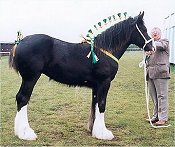 shire clydesdale heavy horse