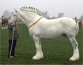 shire clydesdale heavy horse